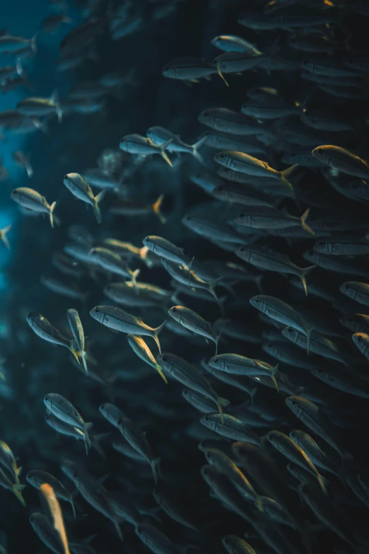 a school of fish swimming in the ocean, by Jesper Knudsen, pexels contest winner, paul barson, museum quality photo, ready to eat, ship