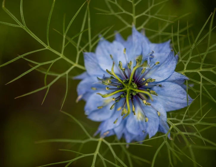 a close up of a blue flower with green leaves, a portrait, pexels contest winner, arabesque, tendrils, grey, cosmos, portrait of small