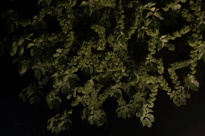 a fire hydrant sitting next to a tree at night, an album cover, inspired by Elsa Bleda, conceptual art, backlight green leaves, ignant, nadav kander, photorealistic detail