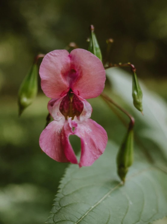 a pink flower sitting on top of a green leaf, william penn state forest, botanical herbarium, fuchsia, cinematic front shot