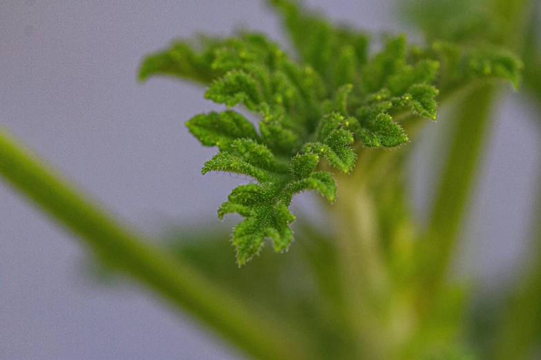 a close up of a plant with green leaves, a macro photograph, by Jan Rustem, unsplash, renaissance, verbena, smooth tiny details, acanthus, shot on sony alpha dslr-a300