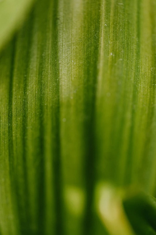 a ladybug sitting on top of a green plant, a macro photograph, by David Simpson, grass texture, corn, abstract detail, green: 0.5