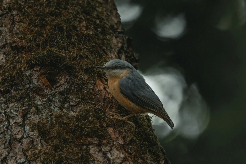 a small bird perched on the side of a tree, pexels contest winner, hurufiyya, in the wood, grey, chilling 4 k, museum quality photo