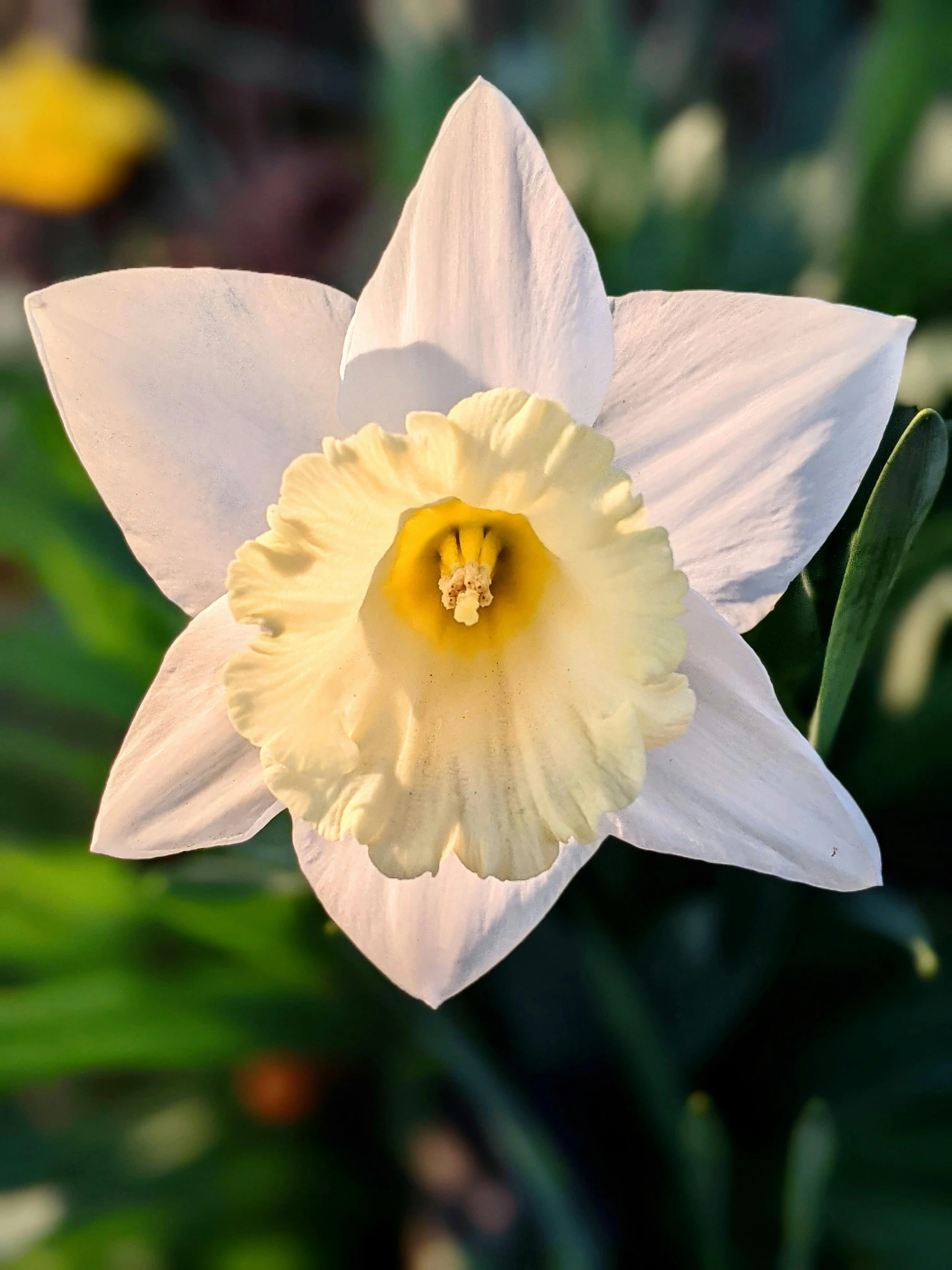 a close up of a white and yellow flower, daffodils, albino mystic, on center, strong presense