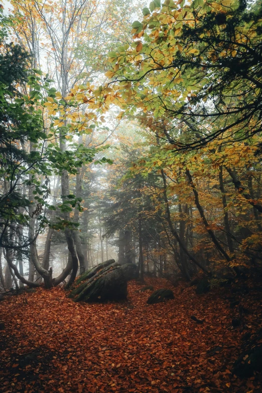 a forest filled with lots of trees covered in leaves, unsplash contest winner, romanticism, 2 5 6 x 2 5 6 pixels, misty ground, ((forest))