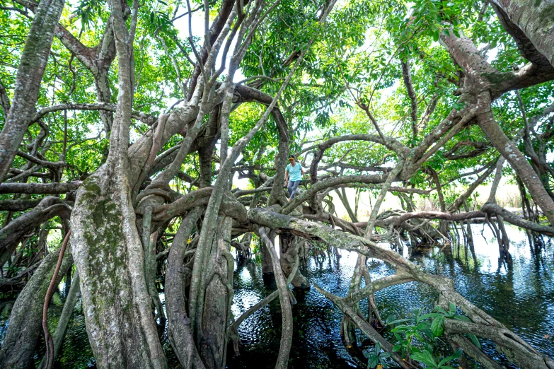 a man standing on top of a tree in the middle of a river, by Meredith Dillman, hurufiyya, mangrove trees, entangled foliage, multiple wide angles, in marijuanas gardens