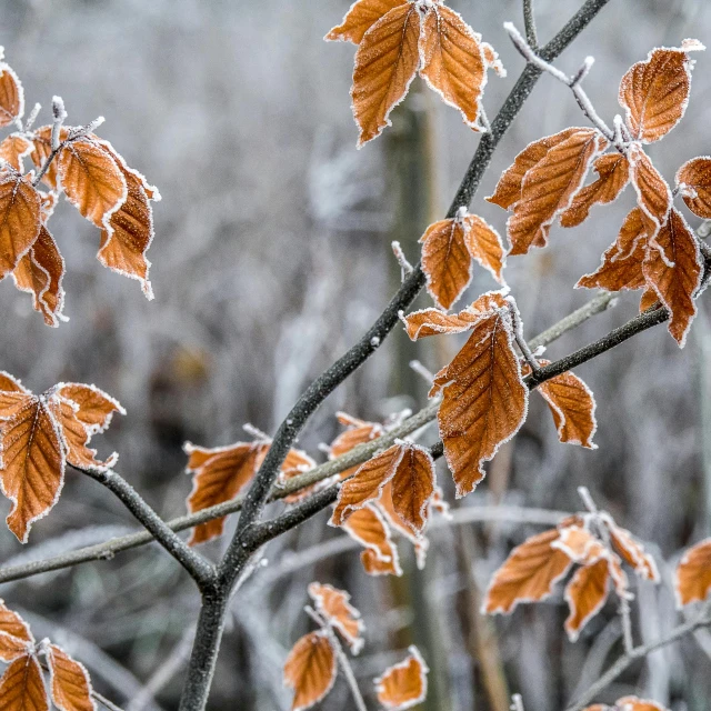 a bunch of leaves that are on a tree, inspired by Arthur Burdett Frost, trending on pexels, orange and white, icy landscape, thumbnail, brown