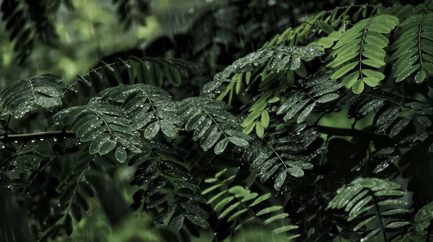 a close up of a leafy tree in the rain, hurufiyya, sweet acacia trees, thumbnail, dark green tones, ferns