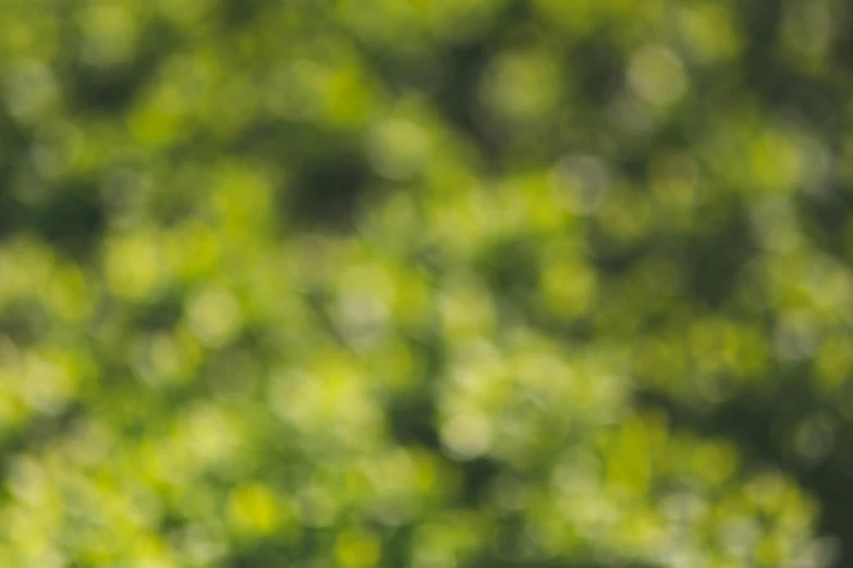 a bird sitting on top of a tree branch, a picture, shutterstock, figuration libre, extreme bokeh foliage, gradient green, hedge, zoomed out to show entire image