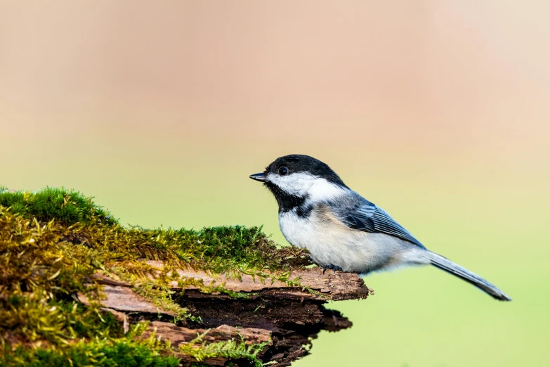 a small bird sitting on top of a moss covered log, a portrait, by Neil Blevins, trending on pexels, wood print, minn, canvas, seeds