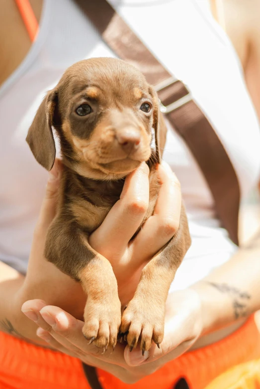a close up of a person holding a small dog, by Matt Cavotta, trending on unsplash, dachshund, multi - layer, brown, puppy