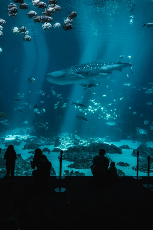 a group of people standing in front of a large aquarium, by Daniel Seghers, pexels contest winner, happening, blue ocean, under light, large creatures in distance, panoramic