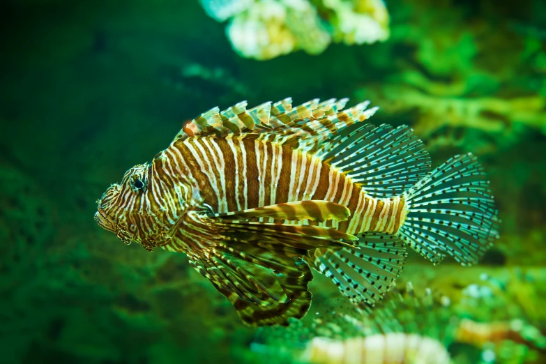 a close up of a fish in a tank, 🦩🪐🐞👩🏻🦳, lush surroundings, istock, king of the sea