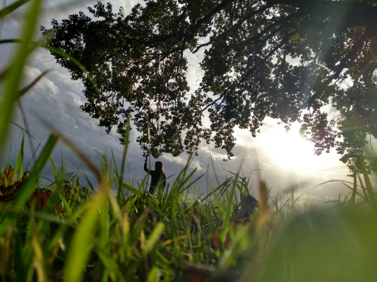 a person that is standing in the grass, a picture, view from the ground, arboreal, nice afternoon lighting, low-angle