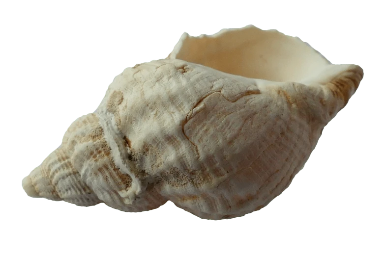 a close up of a shell on a white background, inspired by Carpoforo Tencalla, pixabay, mingei, carved ivory, fetus, pot, set 1 8 6 0