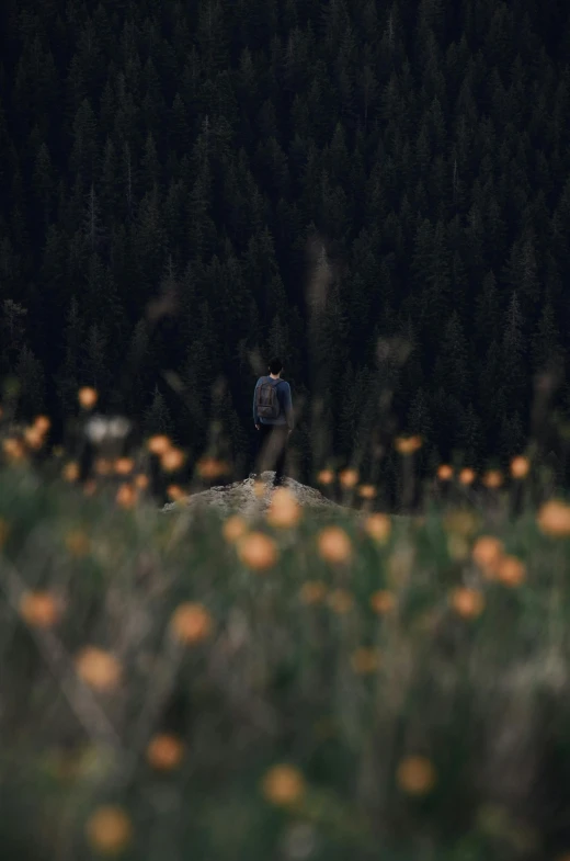 a person standing in the middle of a field of flowers, unsplash contest winner, dark mountains, dark grey and orange colours, hunter alone in the wilderness, dark. no text