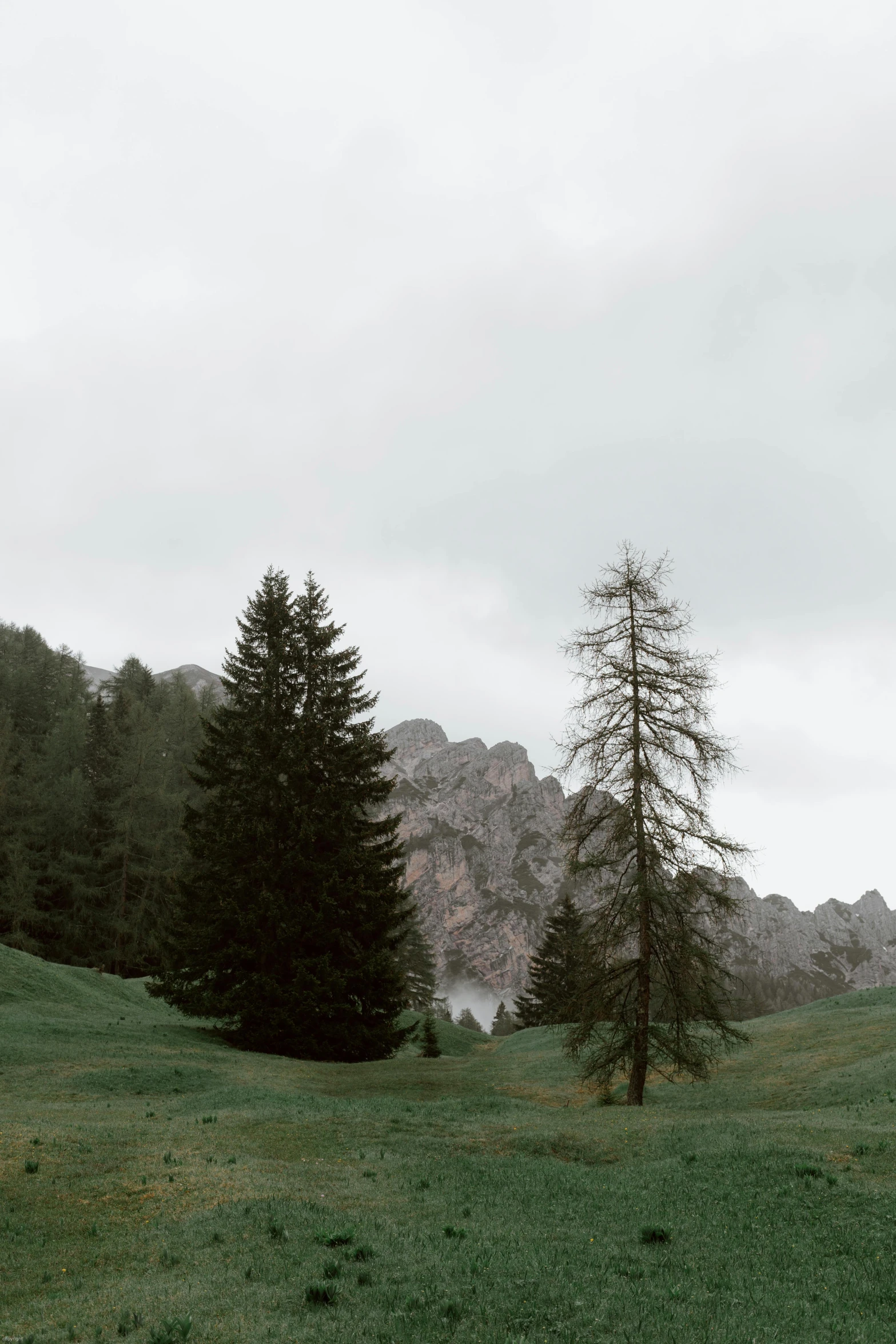 a couple of trees sitting on top of a lush green field, by Alessandro Allori, unsplash contest winner, scary pines, overcast gray skies, dolomites, low quality photo