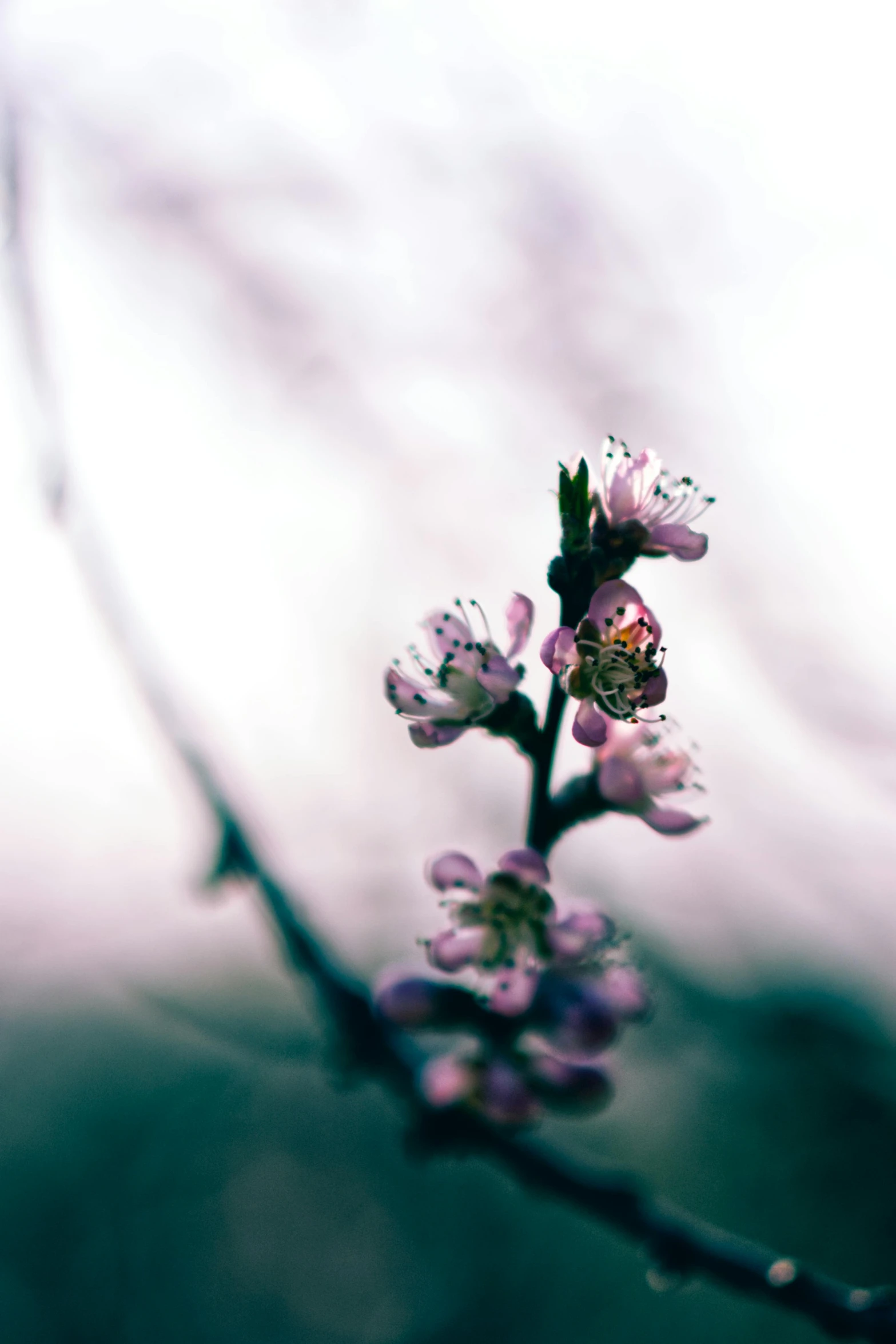 a close up of a flower on a tree branch, inspired by Elsa Bleda, unsplash, romanticism, low quality photo, paul barson, buds, purple aethetic