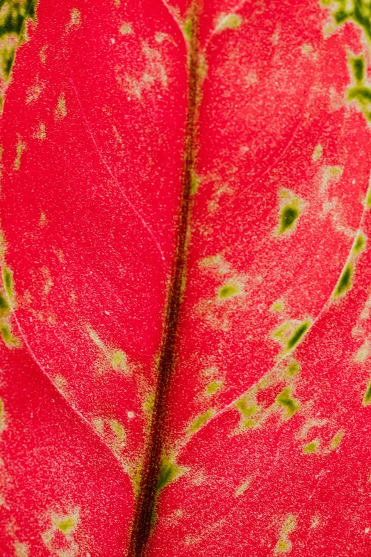 a close up of a red and green leaf, vibrant pink, detailed product shot, speckled, corners