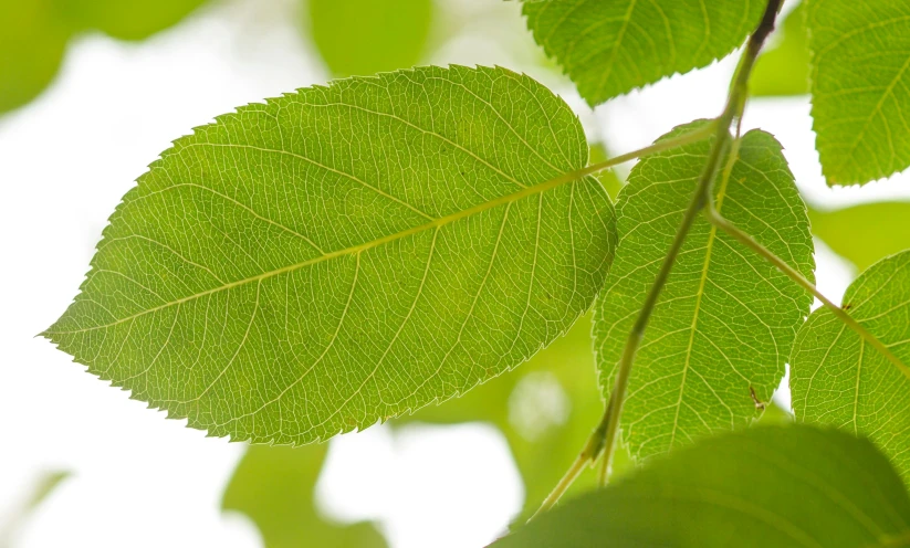 a close up of a leaf on a tree, by Alison Watt, unsplash, linden trees, super high detail picture, mint, dynamic closeup