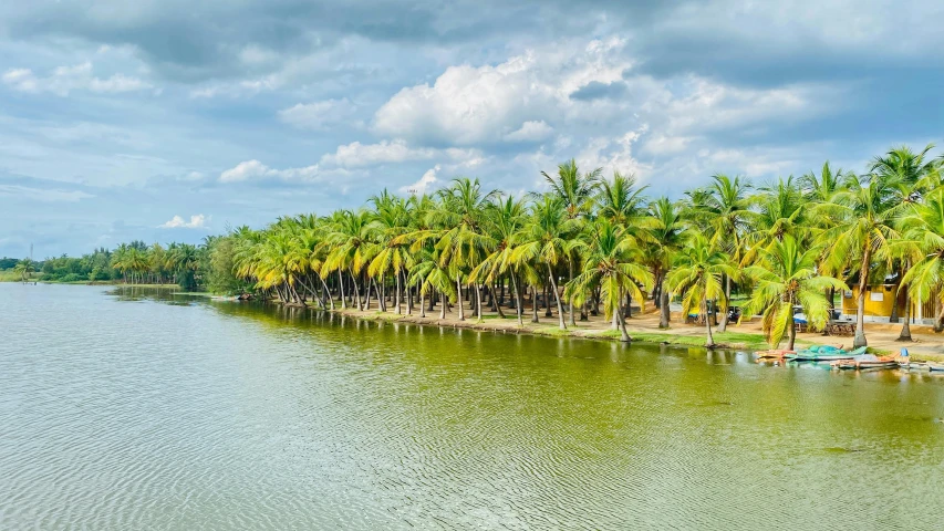 a row of palm trees next to a body of water, pexels contest winner, kerala village, green and yellow, thumbnail, february)