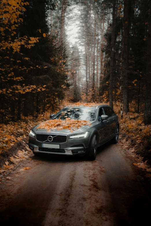 a car driving down a dirt road in the woods, by Andries Stock, pexels contest winner, realism, covered in leaves, avatar image, ox, sports