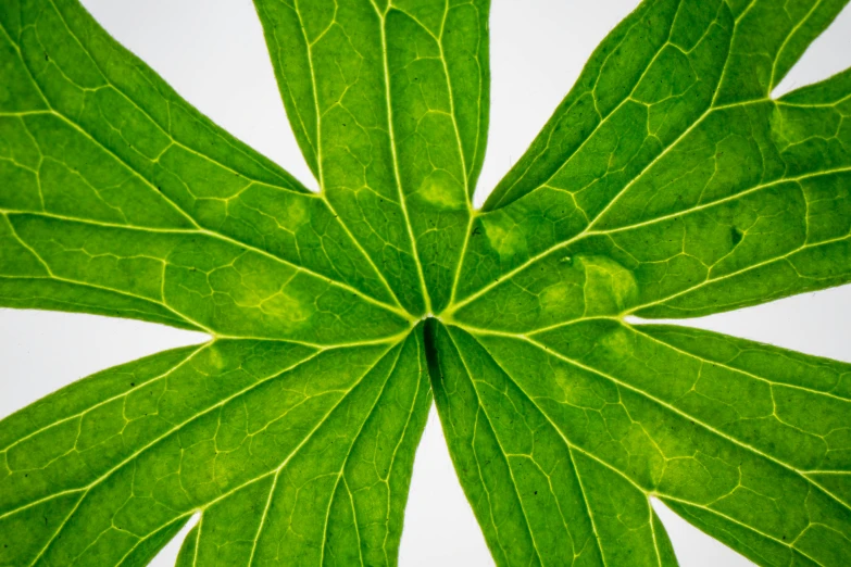 a close up view of a green leaf, hexagonal shaped, photo taken with provia, clean design, left right symmetry