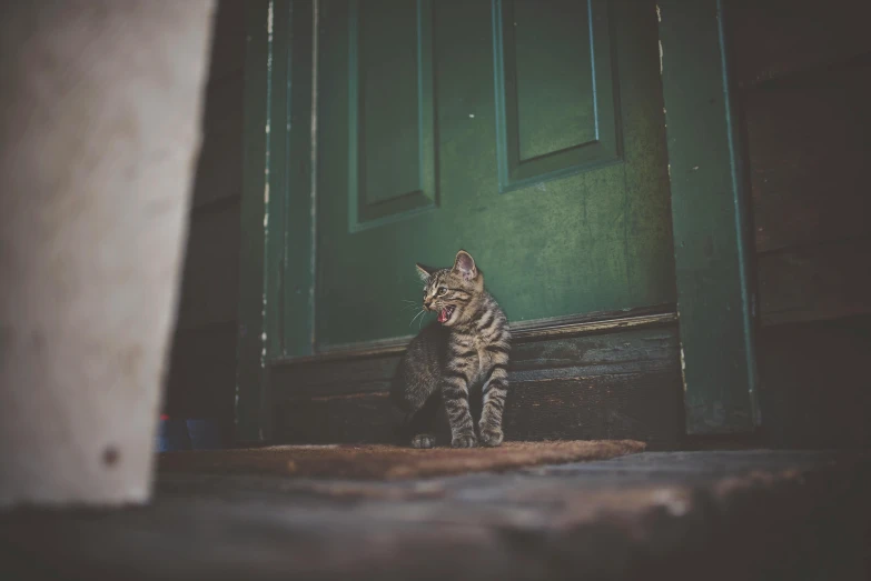 a cat sitting in front of a green door, by Elsa Bleda, pexels contest winner, happy with his mouth open, desaturated, a wooden, (extremely detailed