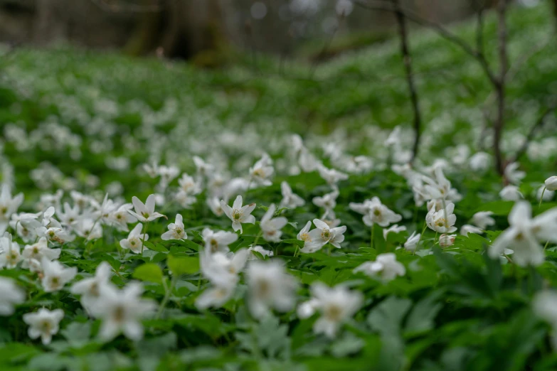 a bunch of white flowers that are in the grass, an album cover, by Eero Järnefelt, unsplash, beautiful ancient forest, in rows, anemones, taken with sony alpha 9