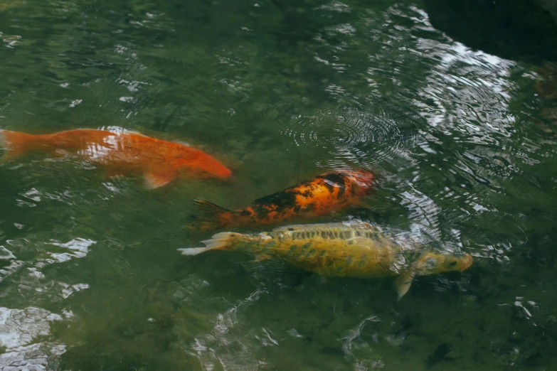 a group of koi fish swimming in a pond, by Adam Marczyński, pexels contest winner, hurufiyya, high detail 4 k, fan favorite, brown, far away shot