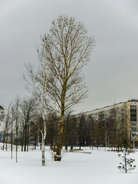 a man riding skis down a snow covered slope, inspired by Eero Järnefelt, unsplash, socialist realism, city square, huge central tree, gray sky, today\'s featured photograph 4k