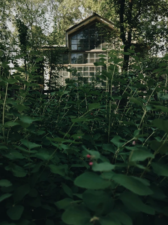 a house sitting in the middle of a lush green forest, inspired by Elsa Bleda, unsplash, visual art, rose-brambles, cinematic close shot, low quality photo, in front of the house