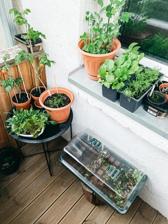 a window sill filled with lots of potted plants, by Anna Haifisch, unsplash, happening, high angle shot, veggies, low quality photo, on rooftop