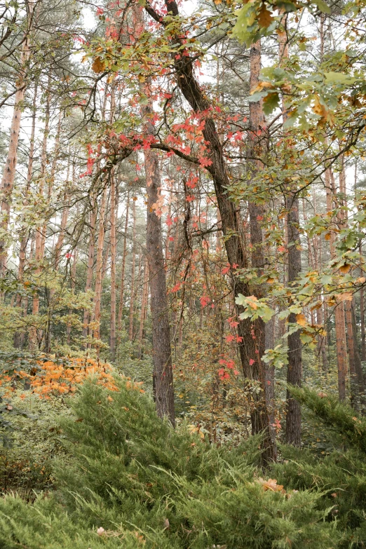 a bench sitting in the middle of a forest, by Grytė Pintukaitė, green and red plants, autumn colour oak trees, sparse pine forest, multiple stories