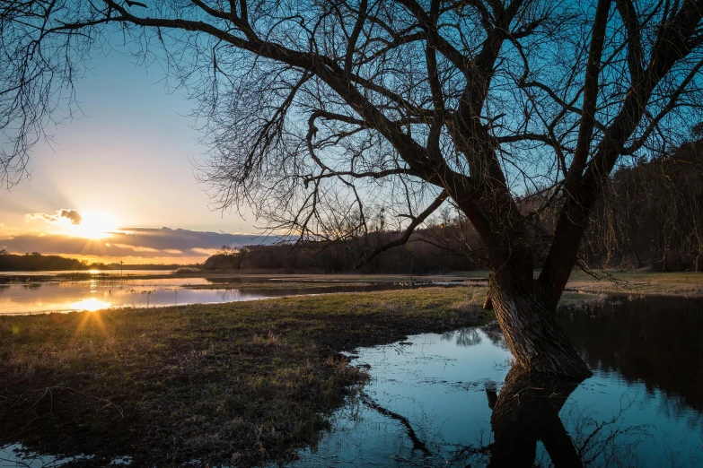 a tree that is next to a body of water, by Sebastian Spreng, unsplash contest winner, land art, golden hour 8 k, swedish countryside, marshes, today\'s featured photograph 4k