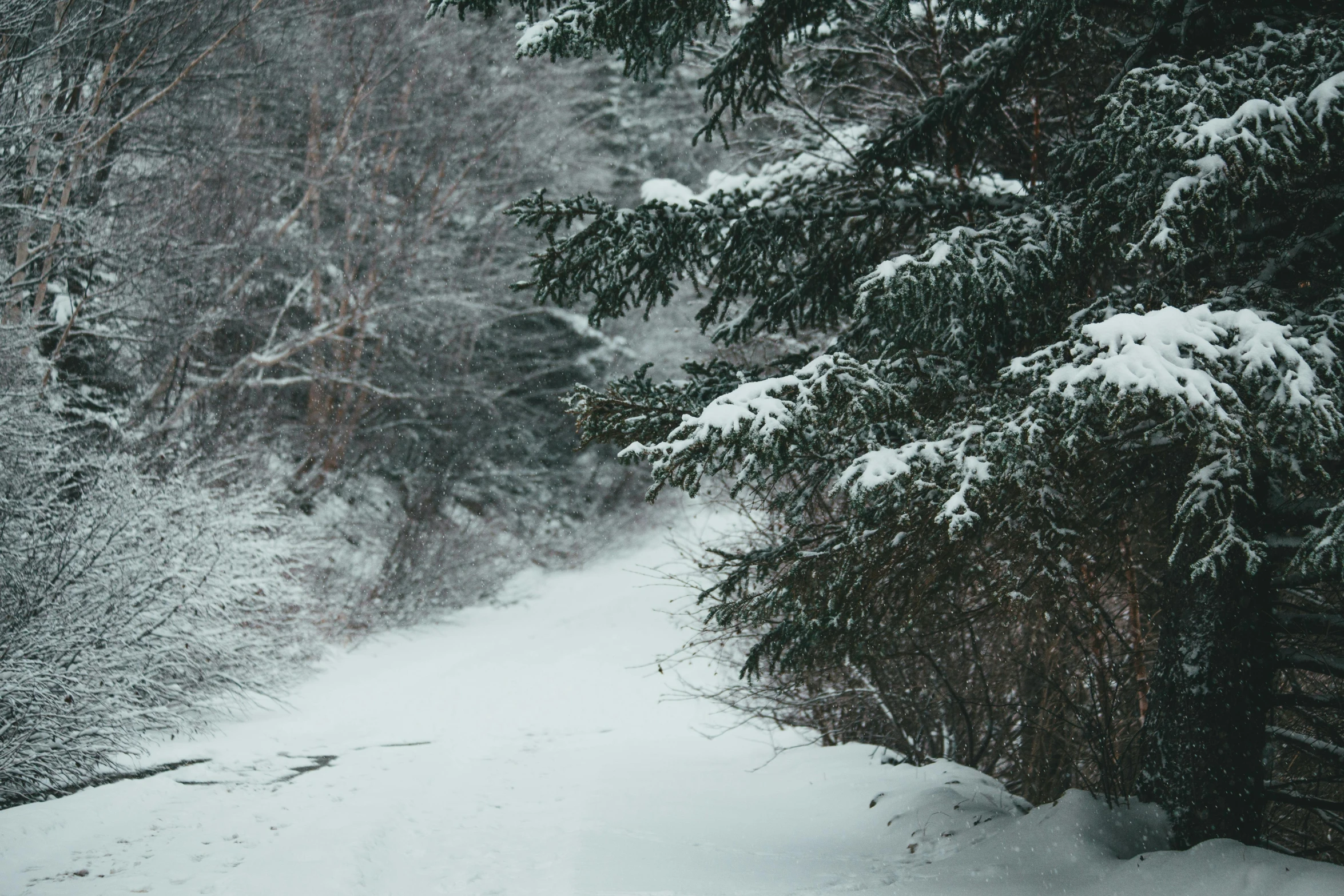 a man riding a snowboard down a snow covered slope, a picture, pexels contest winner, visual art, forest path, background image, evergreen branches, grey