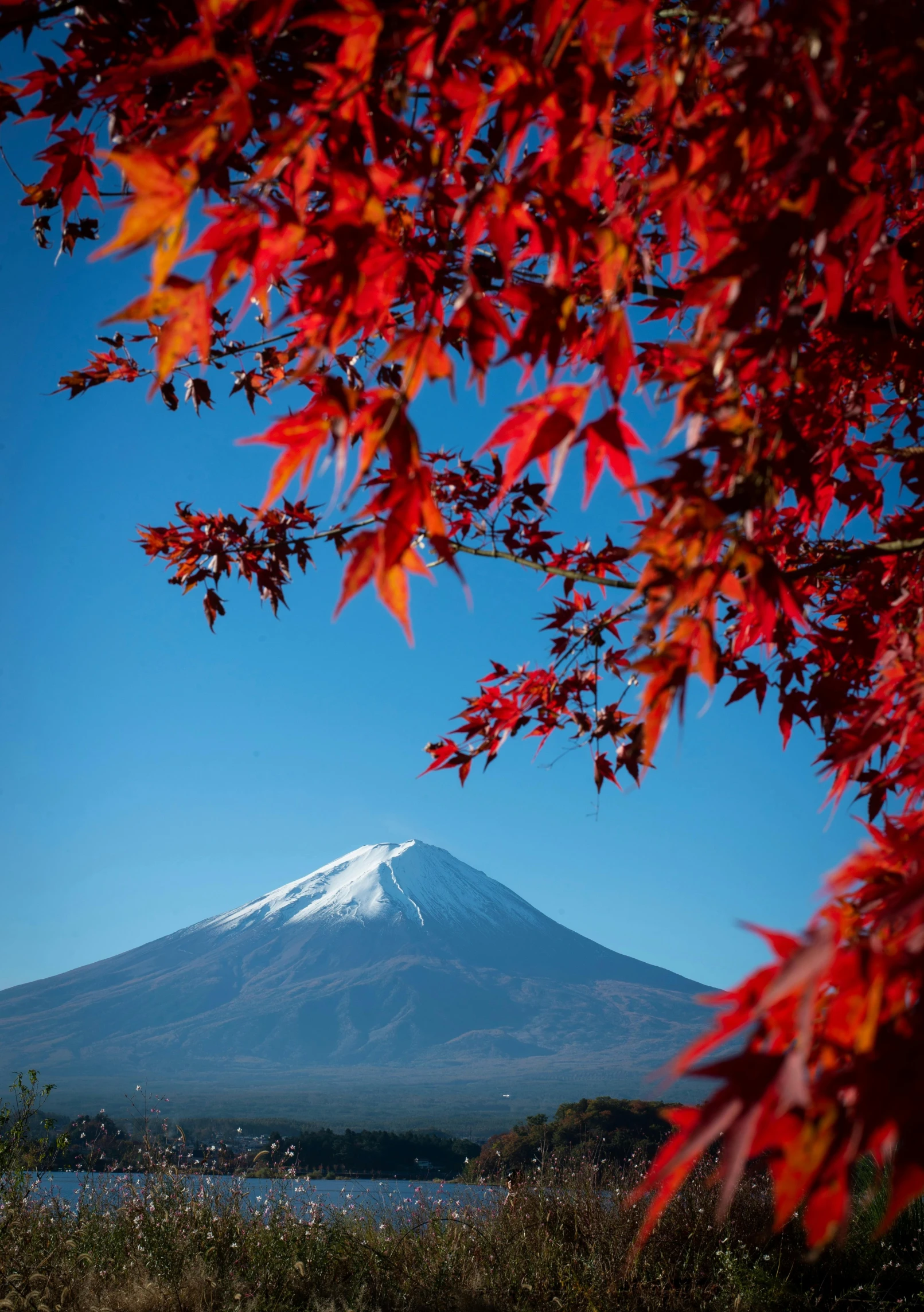 a red maple tree with a mountain in the background, by Yasushi Sugiyama, trending on unsplash, mount fuji background, avatar image