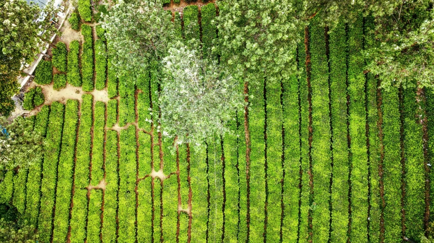 an aerial view of a tea plantation, by Daniel Gelon, tree and plants, square lines, napa, cinematic shot