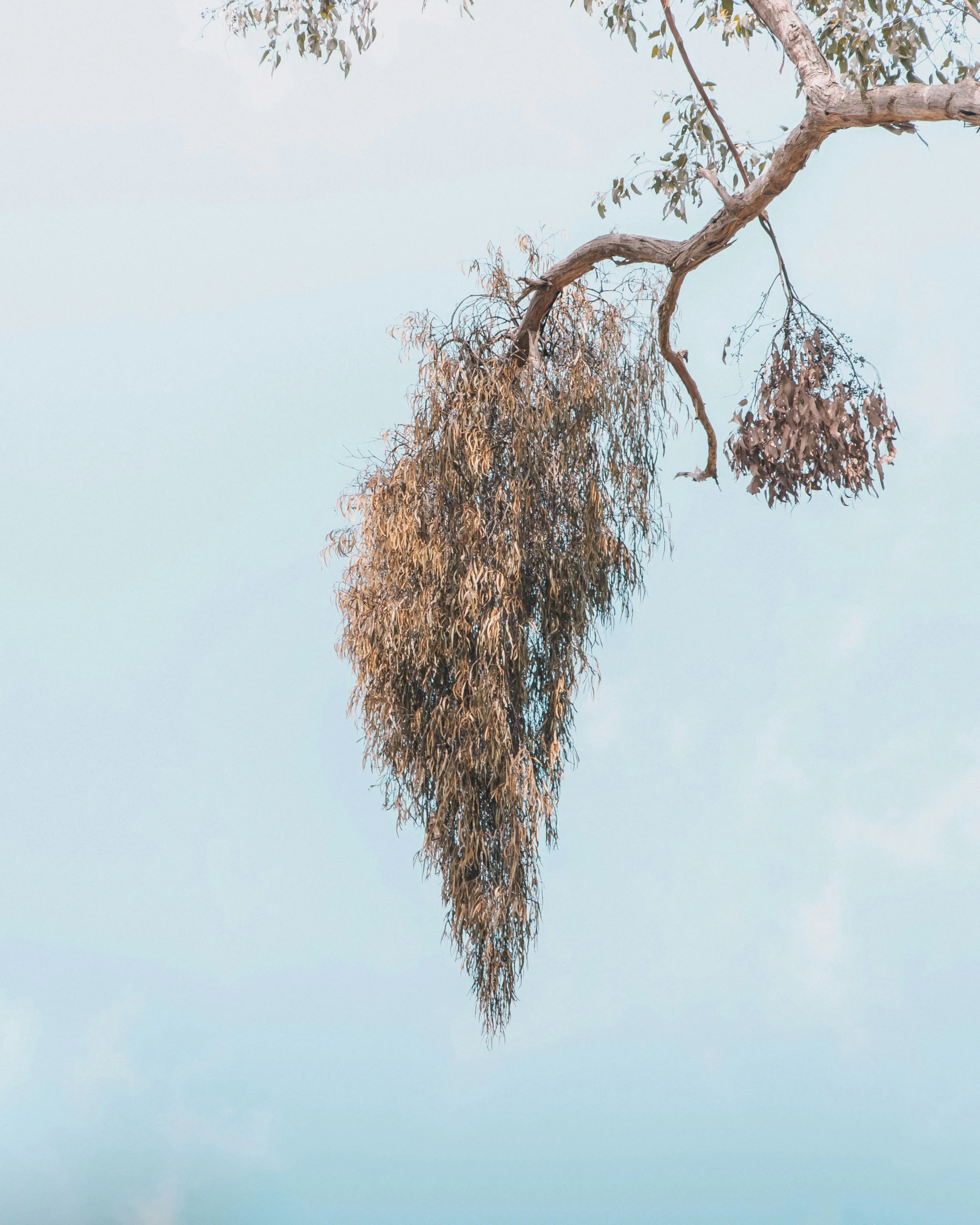 a couple of giraffe standing on top of a lush green field, an album cover, inspired by Zhang Kechun, unsplash contest winner, australian tonalism, hanging upside down from a tree, photo of a crazy wasp, willow plant, withered