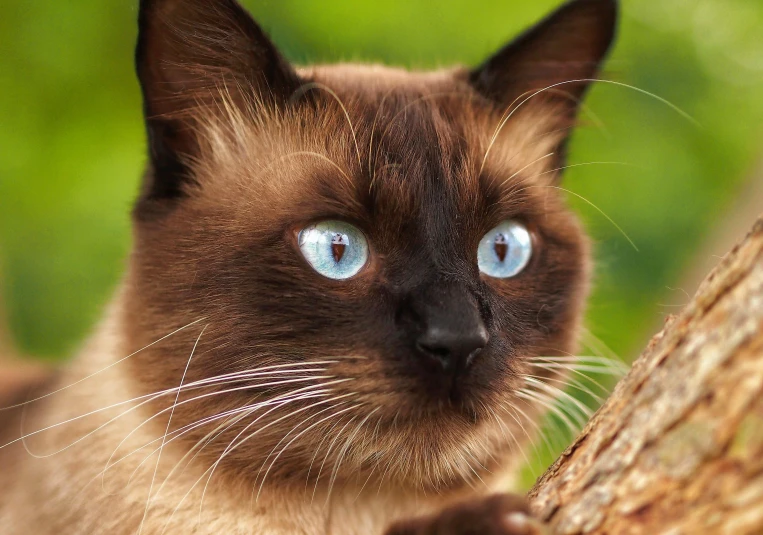 a close up of a cat with blue eyes, by Terese Nielsen, shutterstock, sumatraism, brown:-2, aesthetic siamese cat, sky blue, cat in the forest