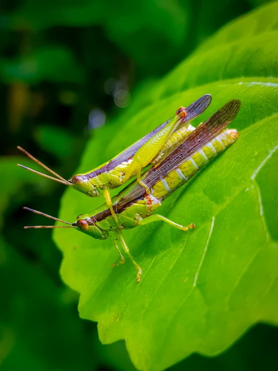 a couple of grasshoppers sitting on a leaf, pexels contest winner, slide show, avatar image, high resolution photo, full frame image