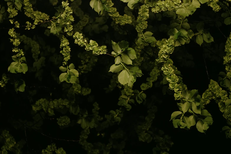 a fire hydrant sitting in the middle of a lush green forest, inspired by Elsa Bleda, pexels contest winner, hurufiyya, fractal leaves, (night), olive green, made of flowers and leaves