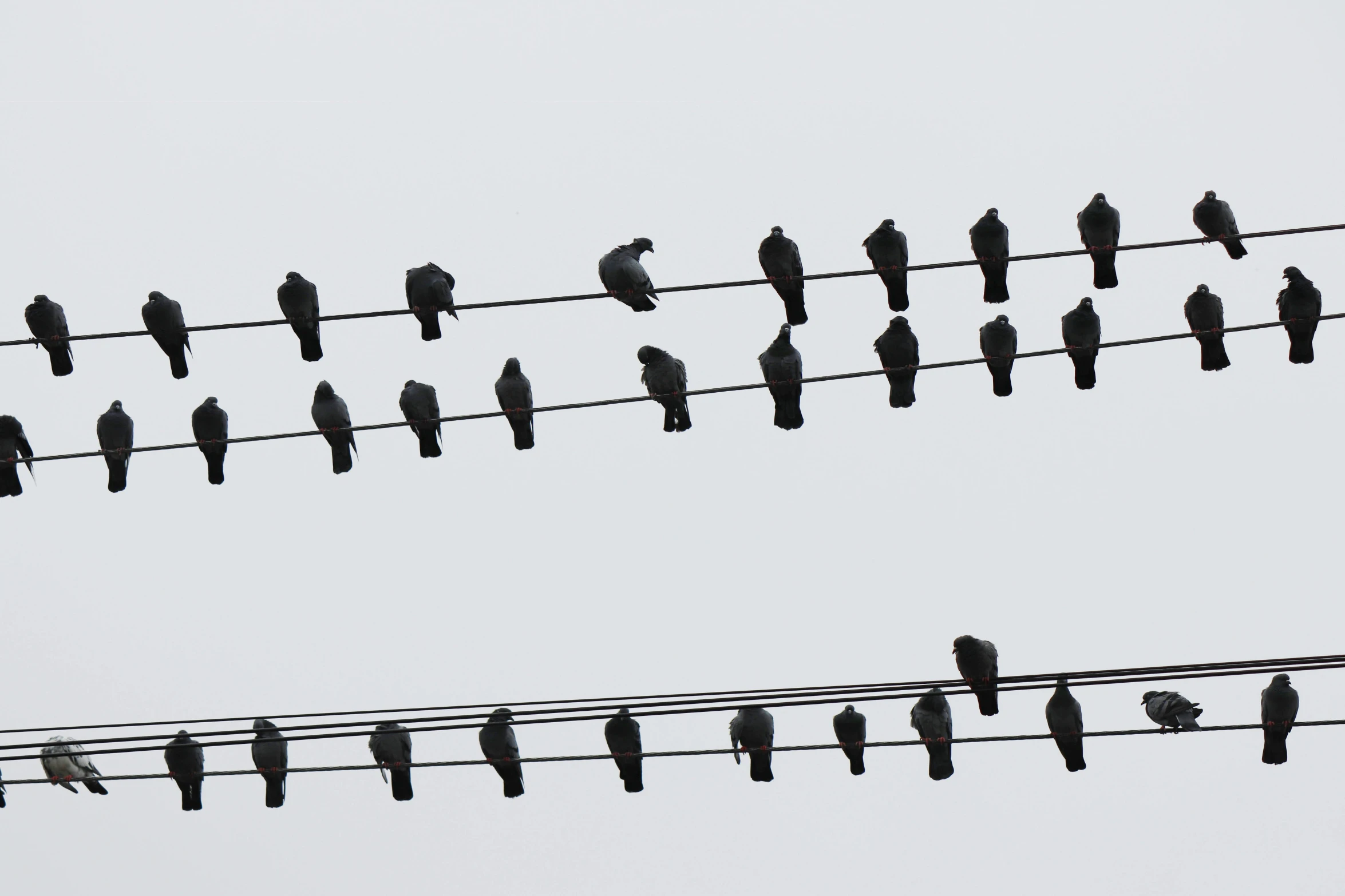 a flock of birds sitting on top of a power line, by Attila Meszlenyi, unsplash, minimalism, gray, cords, concert, 🦑 design