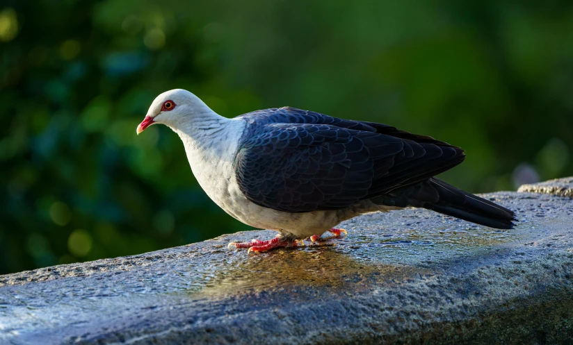 a close up of a bird on a ledge, pexels contest winner, arabesque, dove, dignified, morning lighting, youtube thumbnail