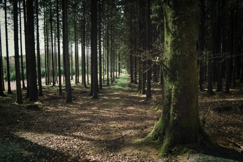 a forest filled with lots of tall trees, an album cover, inspired by Thomas Struth, unsplash, renaissance, medium format film photography, irish forest, ground level shot, ((trees))