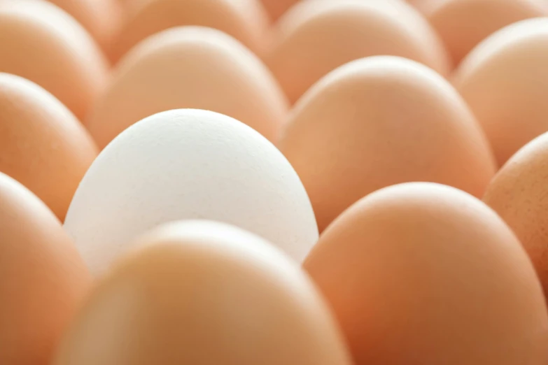 a white egg in a group of brown eggs, by John Murdoch, trending on unsplash, getty images, bottom body close up, farming, pastel'