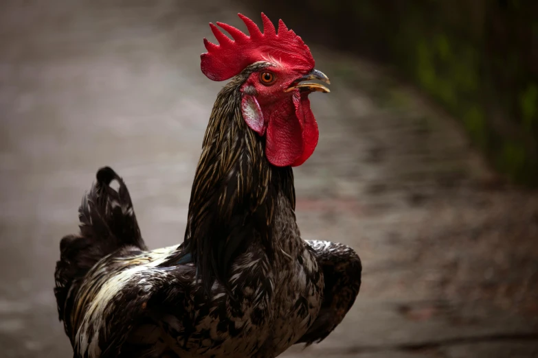 a close up of a rooster on a road, shutterstock contest winner, photorealism, on a gray background, australian, black, 🦩🪐🐞👩🏻🦳