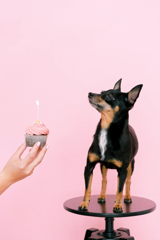 a small dog standing on top of a table next to a cupcake, a picture, pexels, holding a candle, profile image, multiple stories, banner