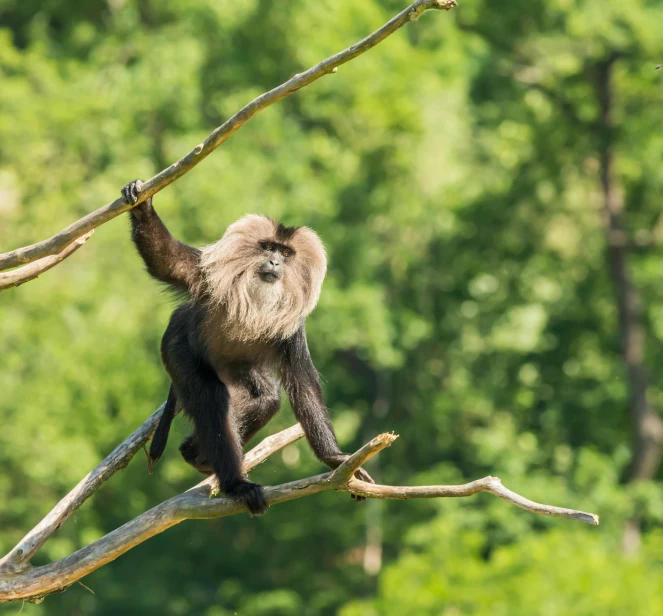 a monkey sitting on top of a tree branch, in front of a forest background, doing a majestic pose, black, an afghan male type