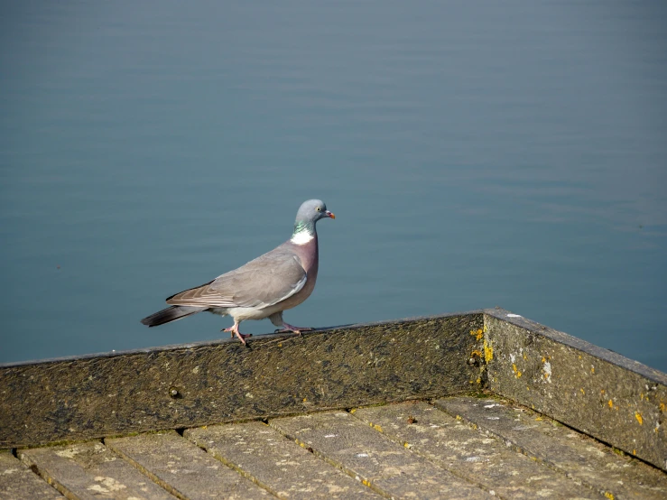 a pigeon standing on a ledge next to a body of water, blue and grey, walking towards the camera, 2022 photograph, multicoloured